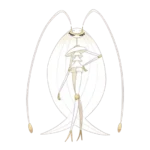 Pheromosa Pokemon 795 – opis, ewolucje i ataki